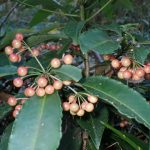 マンリョウ の高画質写真です。横浜市で、2024年12月03日に撮影したものです。