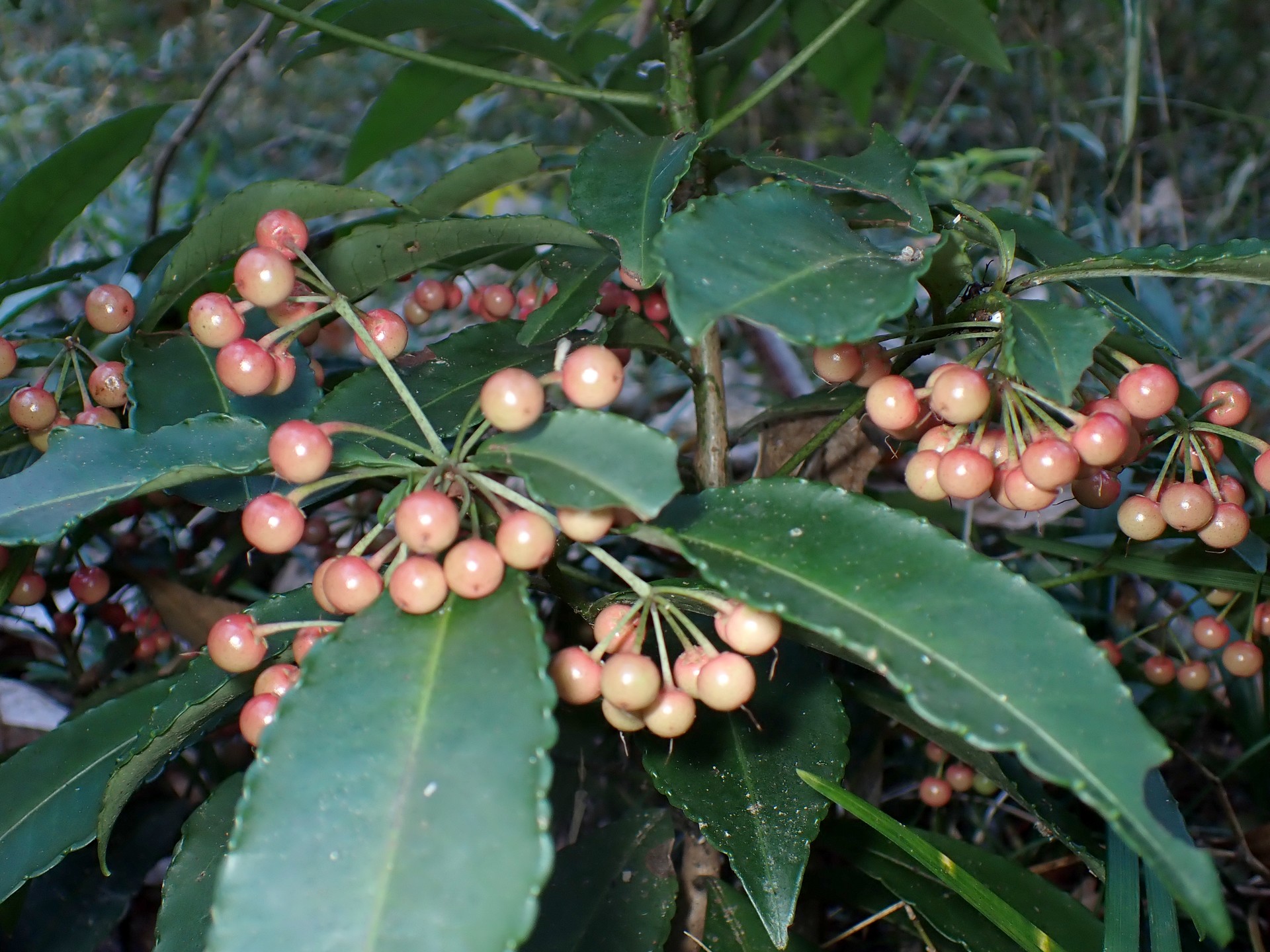 マンリョウ の高画質写真です。横浜市で、2024年12月03日に撮影したものです。