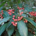 マンリョウ の高画質写真です。横浜市で、2024年12月08日に撮影したものです。