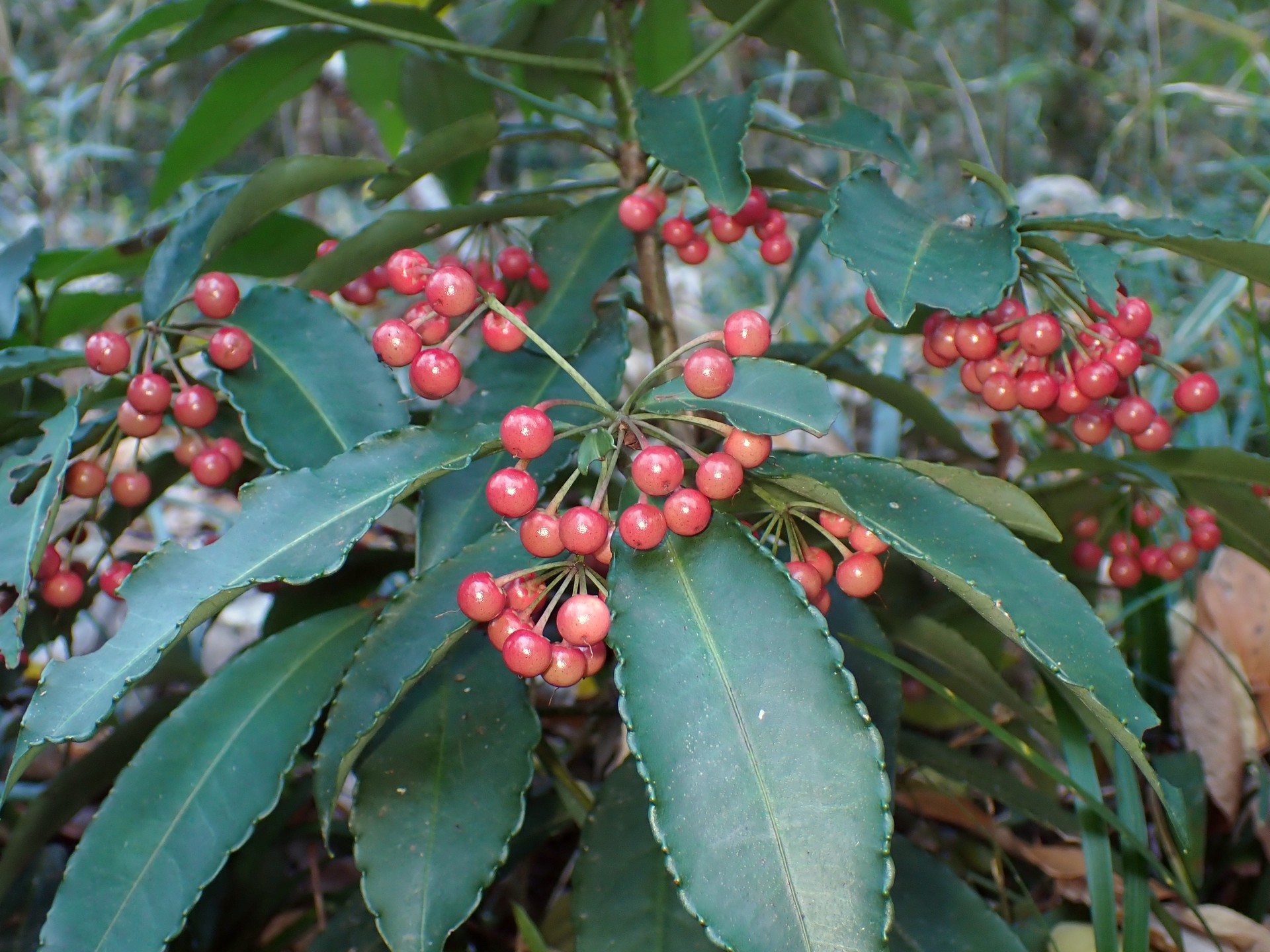 マンリョウ の高画質写真です。横浜市で、2024年12月08日に撮影したものです。