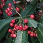 マンリョウ の高画質写真です。横浜市で、2024年12月17日に撮影したものです。