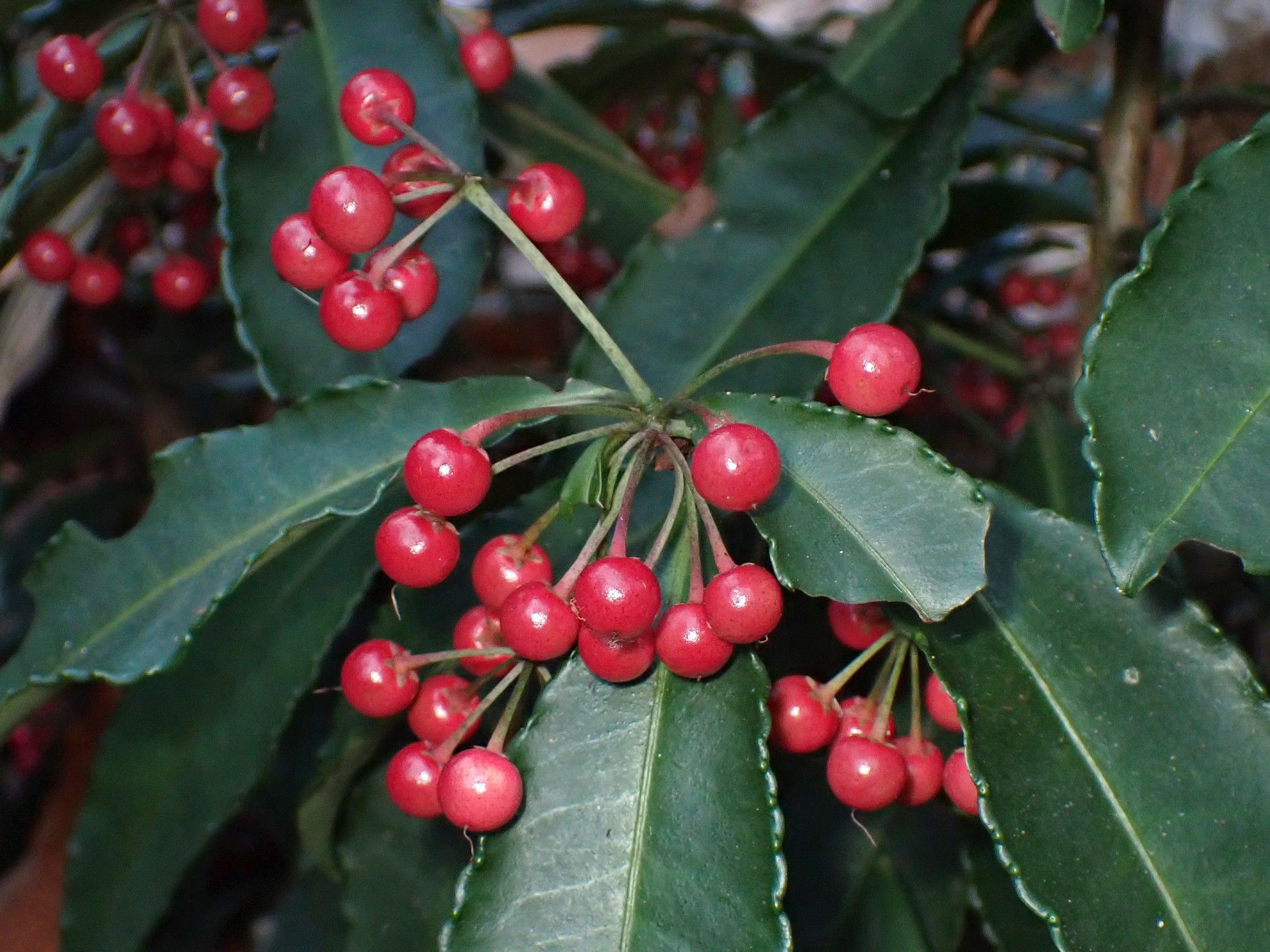 マンリョウ の高画質写真です。横浜市で、2024年12月17日に撮影したものです。