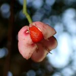 マユミ の高画質写真です。横浜市で、2024年12月17日に撮影したものです。