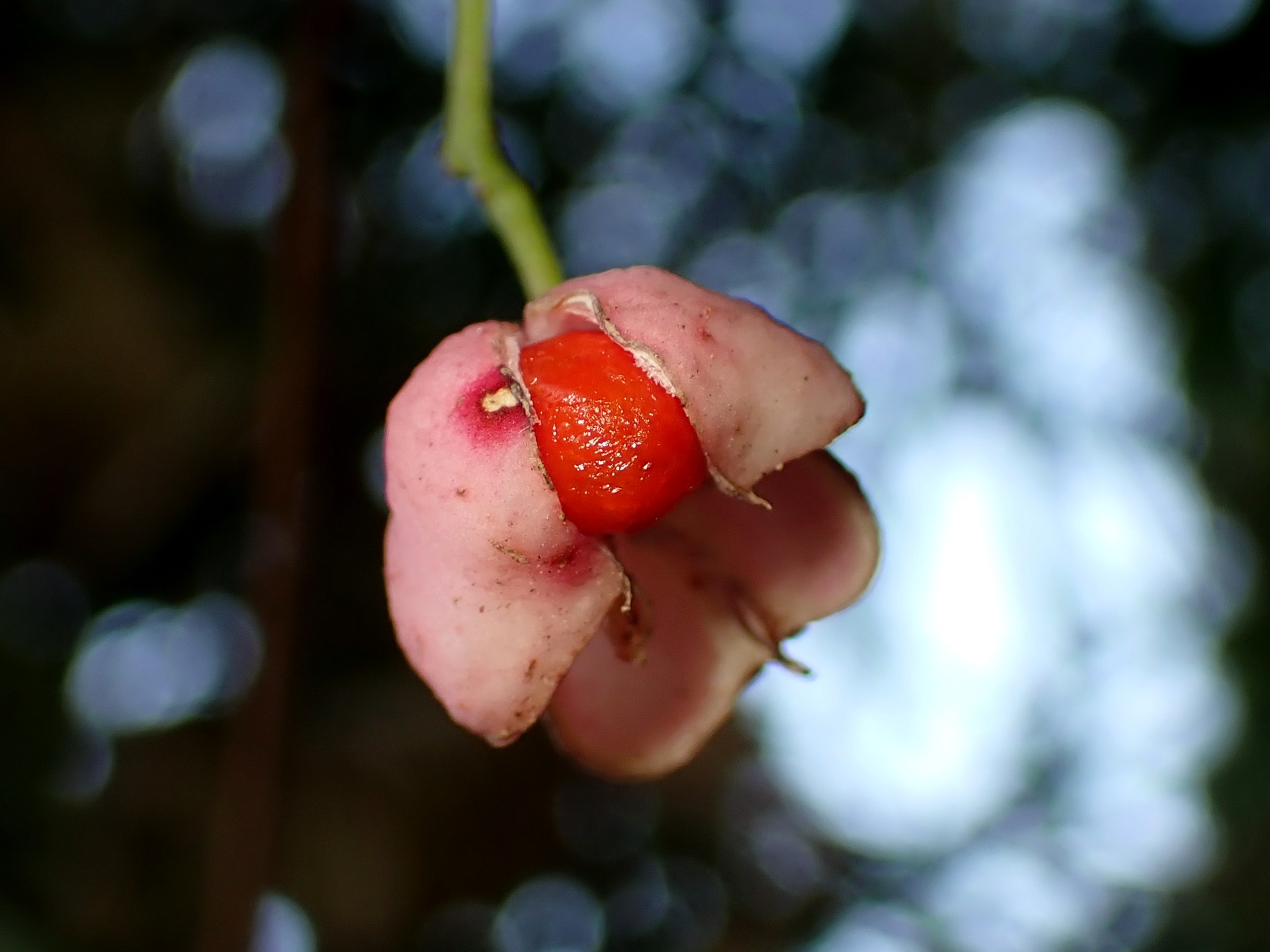 マユミ の高画質写真です。横浜市で、2024年12月17日に撮影したものです。