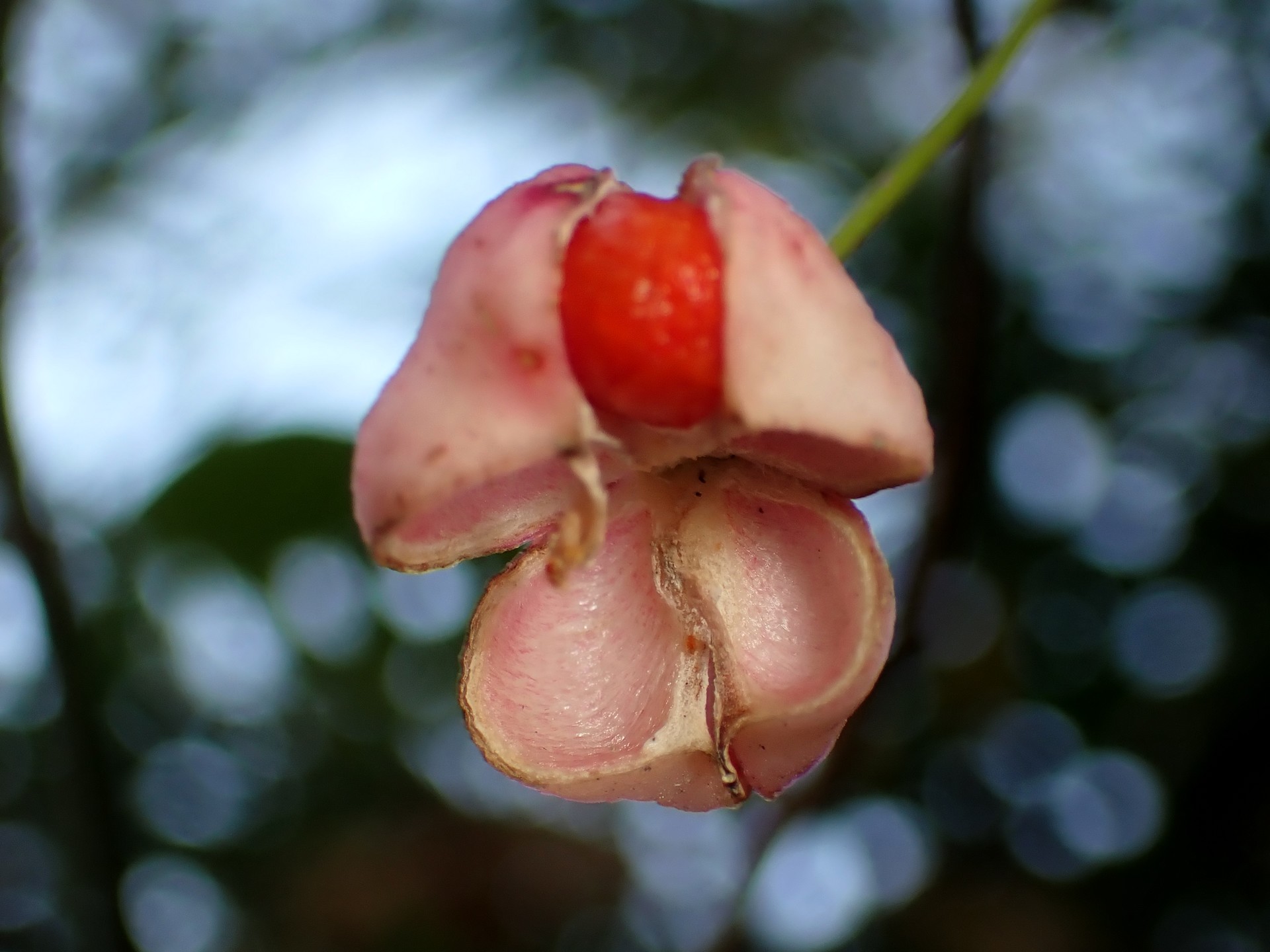 マユミ の高画質写真です。横浜市で、2024年12月17日に撮影したものです。
