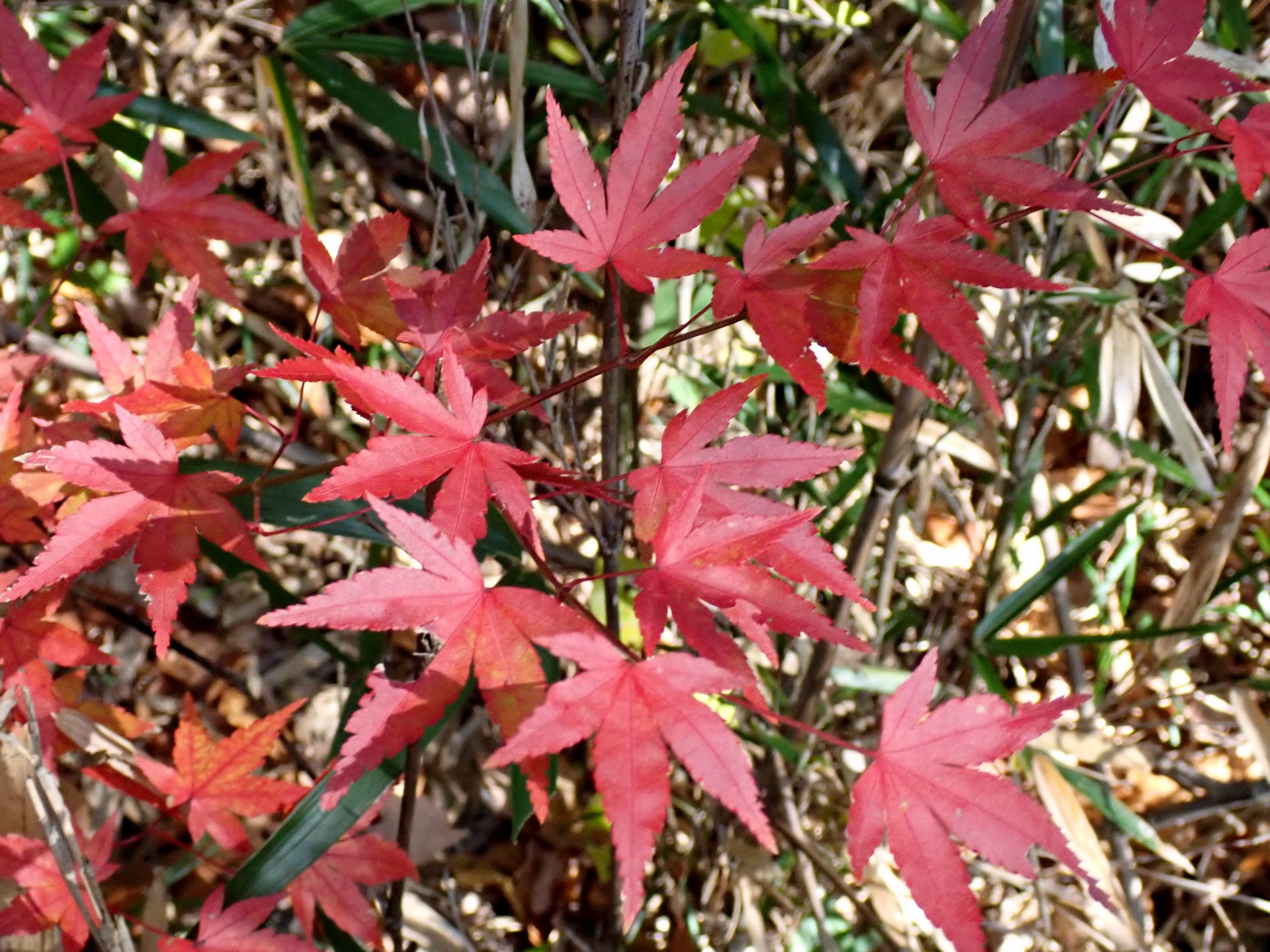 モミジ の高画質写真です。横浜市で、2024年12月07日に撮影したものです。