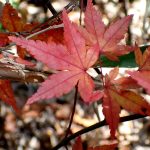 モミジ の高画質写真です。横浜市で、2024年12月07日に撮影したものです。