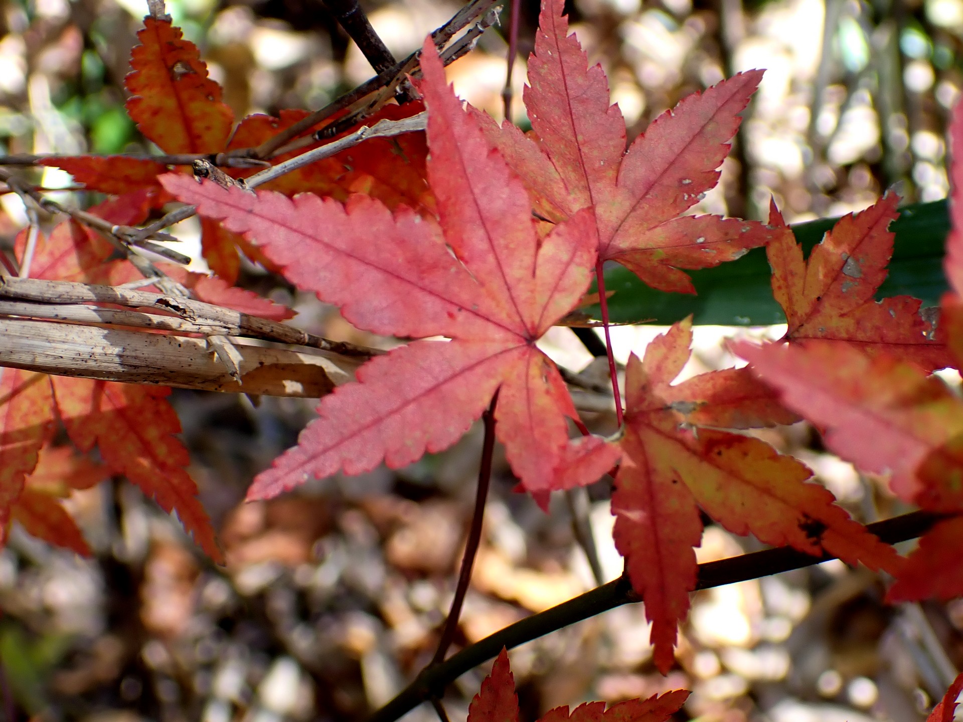 モミジ の高画質写真です。横浜市で、2024年12月07日に撮影したものです。