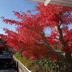 モミジ の高画質写真です。横浜市で、2024年12月07日に撮影したものです。