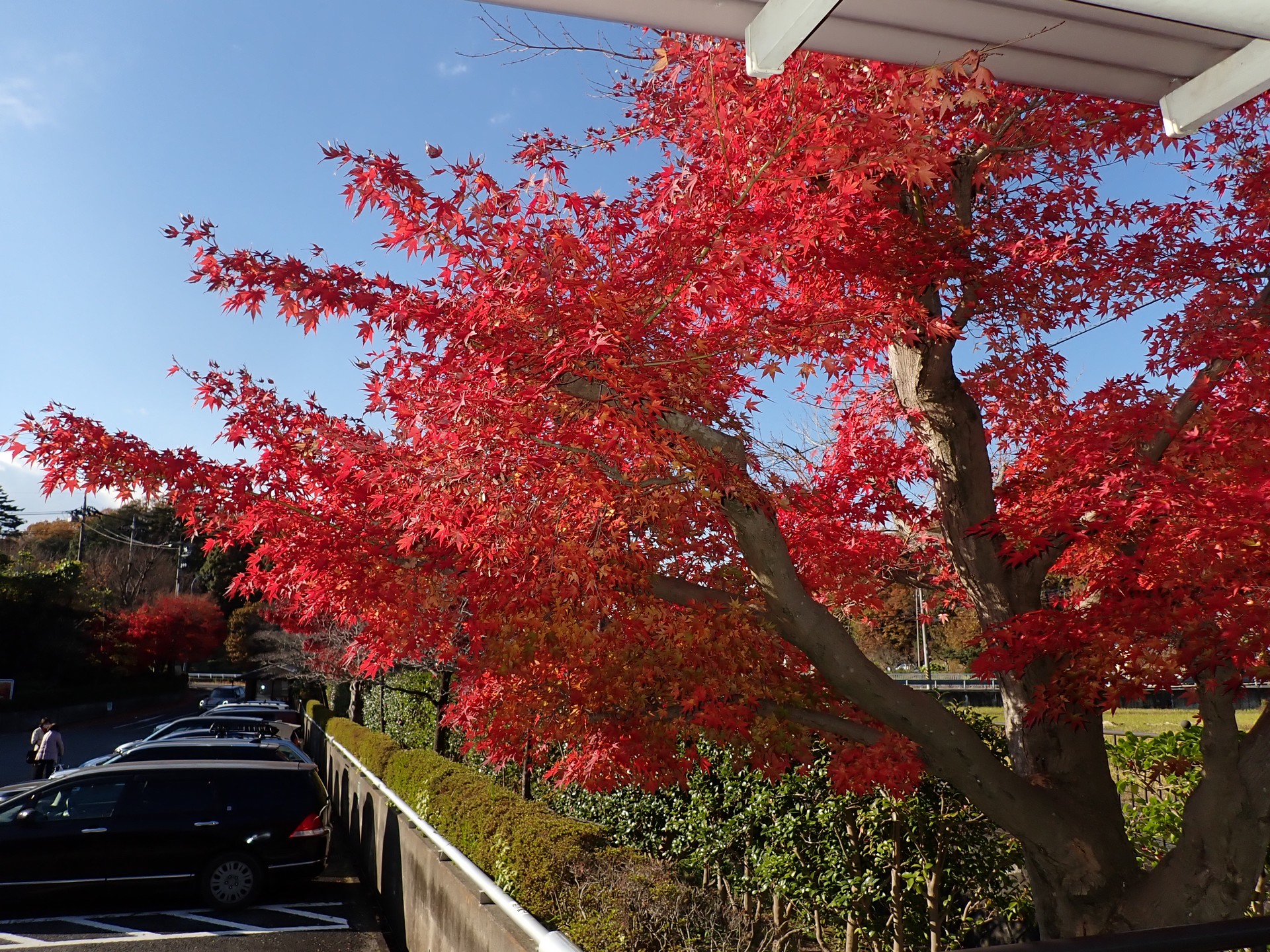 モミジ の高画質写真です。横浜市で、2024年12月07日に撮影したものです。