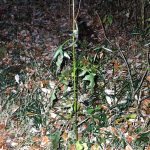 ムラサキニガナ の高画質写真です。横浜市で、2024年12月15日に撮影したものです。