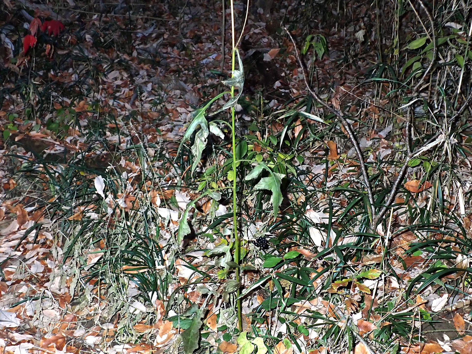 ムラサキニガナ の高画質写真です。横浜市で、2024年12月15日に撮影したものです。