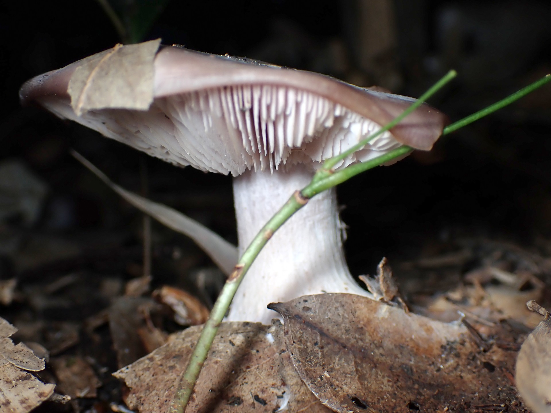 ムラサキシメジ の高画質写真です。横浜市で、2024年12月02日に撮影したものです。