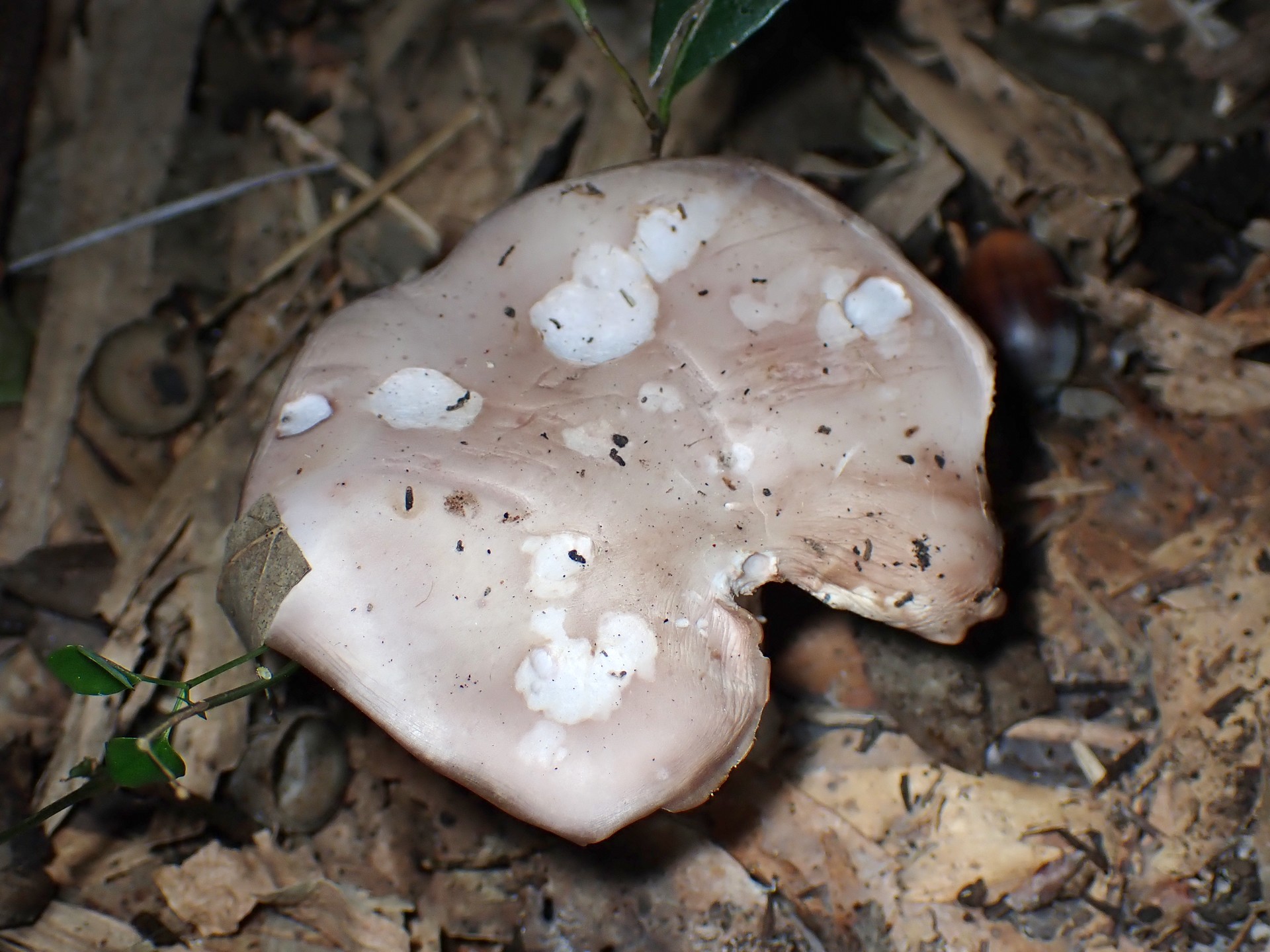 ムラサキシメジ の高画質写真です。横浜市で、2024年12月02日に撮影したものです。