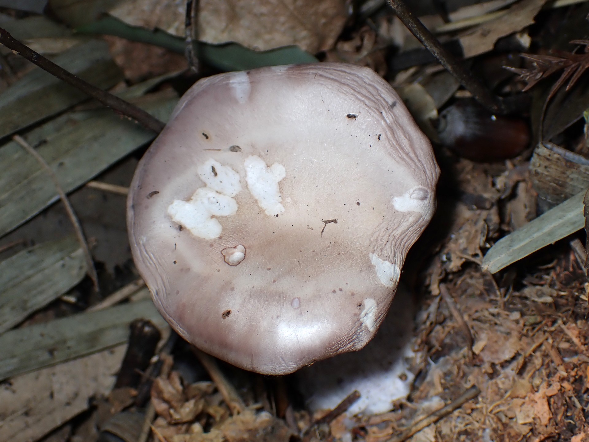 ムラサキシメジ の高画質写真です。横浜市で、2024年12月08日に撮影したものです。