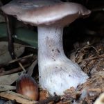 ムラサキシメジ の高画質写真です。横浜市で、2024年12月08日に撮影したものです。