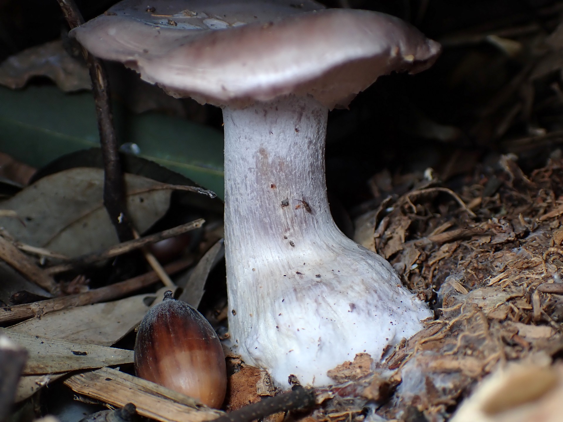 ムラサキシメジ の高画質写真です。横浜市で、2024年12月08日に撮影したものです。