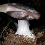 ムラサキシメジ の高画質写真です。横浜市で、2024年12月02日に撮影したものです。