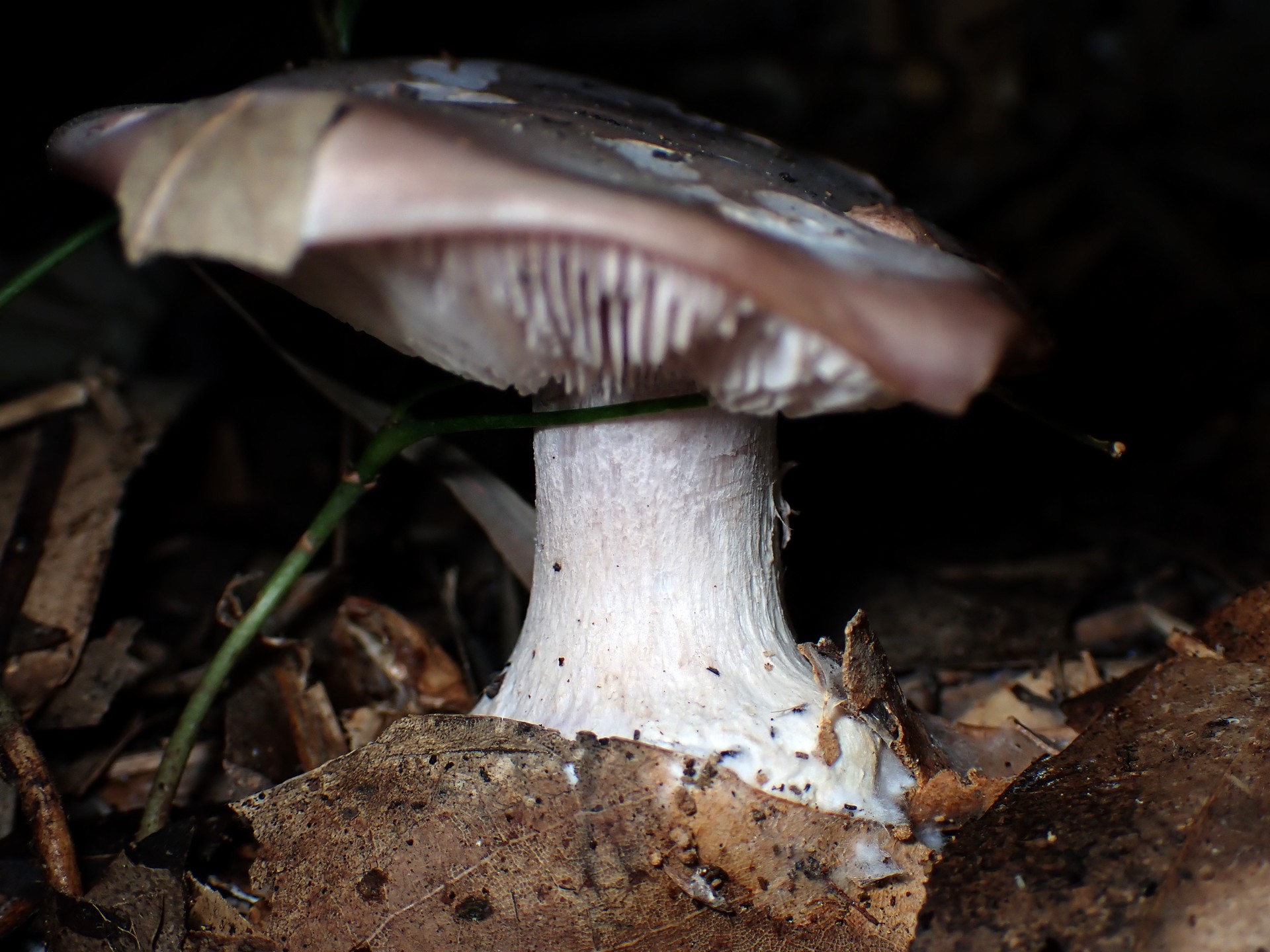 ムラサキシメジ の高画質写真です。横浜市で、2024年12月02日に撮影したものです。