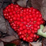 ムサシアブミ の高画質写真です。横浜市で、2024年12月15日に撮影したものです。