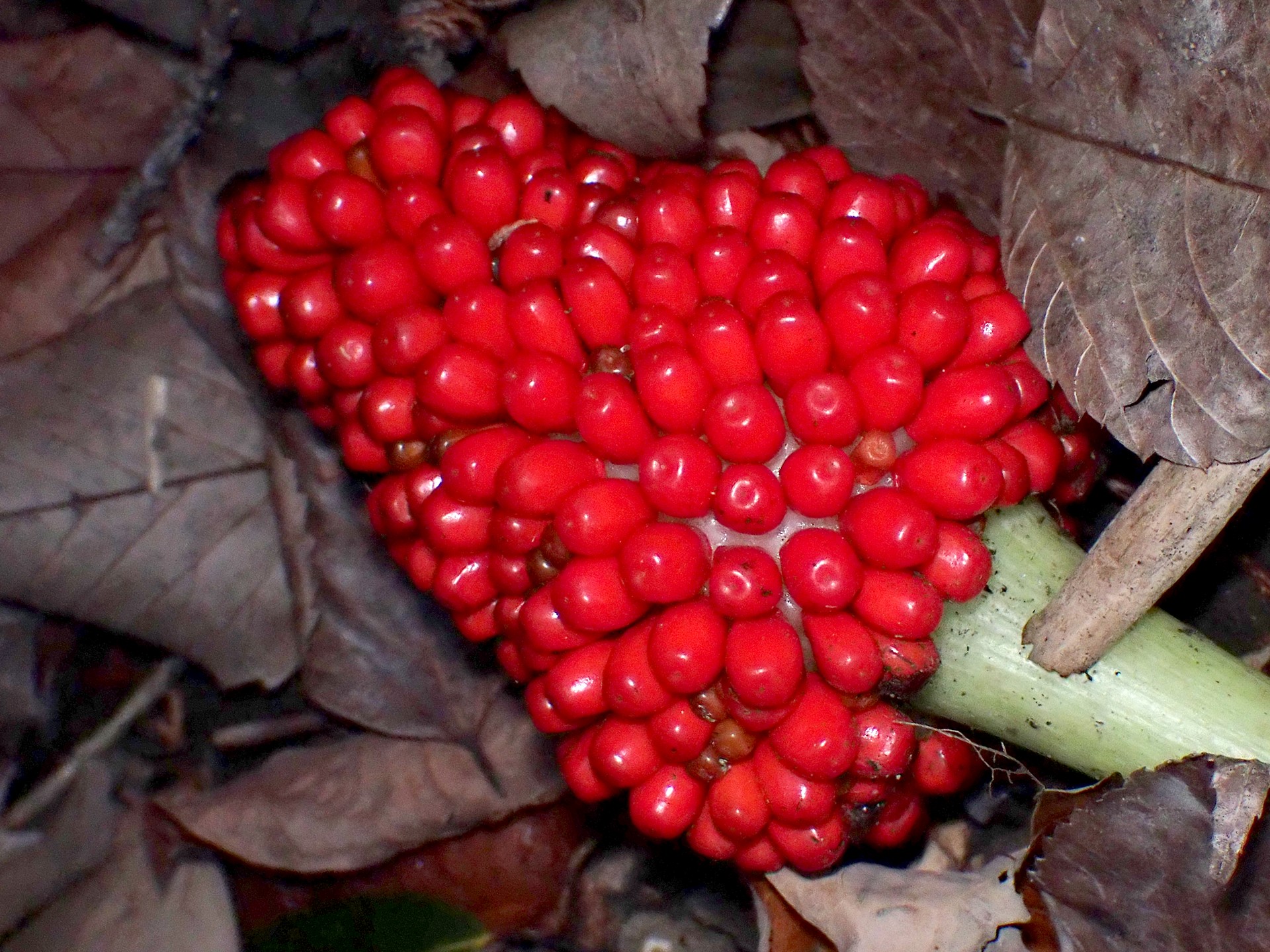ムサシアブミ の高画質写真です。横浜市で、2024年12月15日に撮影したものです。