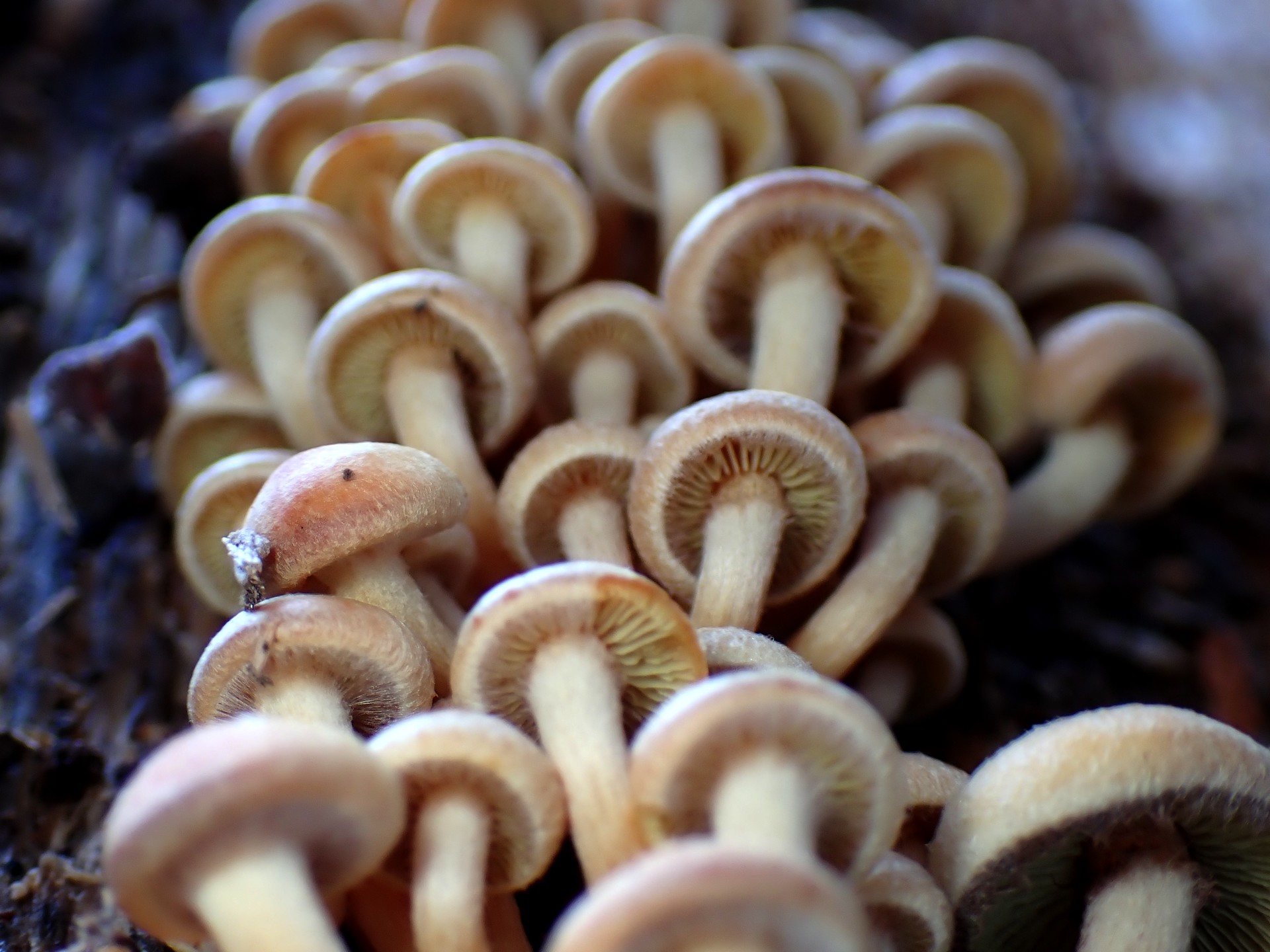 ニガクリタケ の高画質写真です。横浜市で、2024年12月19日に撮影したものです。