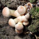 ニガクリタケ の高画質写真です。横浜市で、2024年12月17日に撮影したものです。