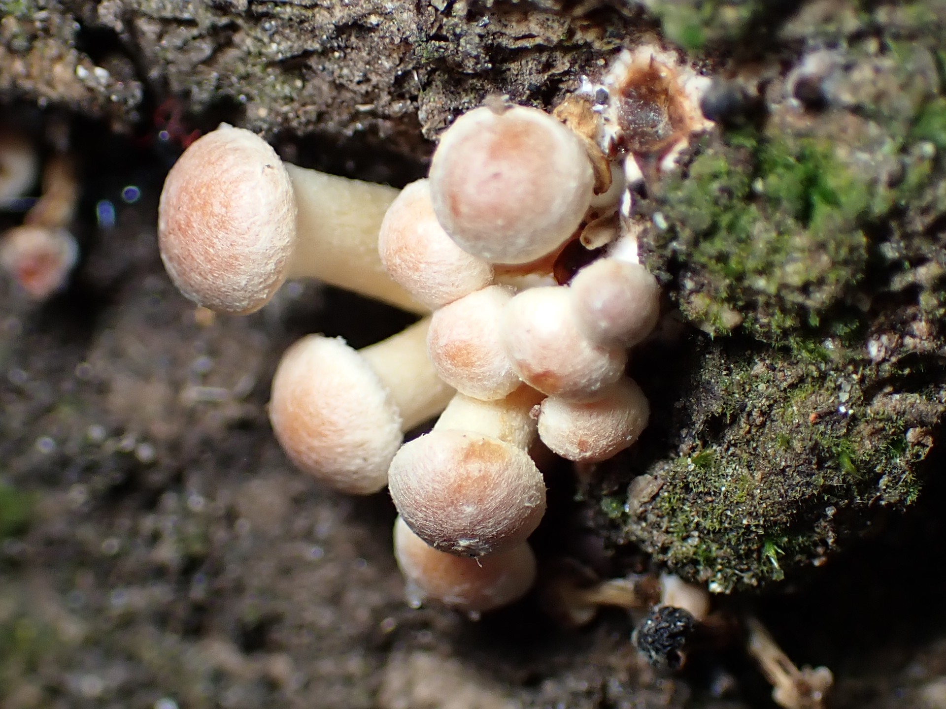 ニガクリタケ の高画質写真です。横浜市で、2024年12月17日に撮影したものです。