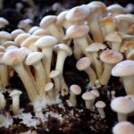 ニガクリタケ の高画質写真です。横浜市で、2024年12月19日に撮影したものです。