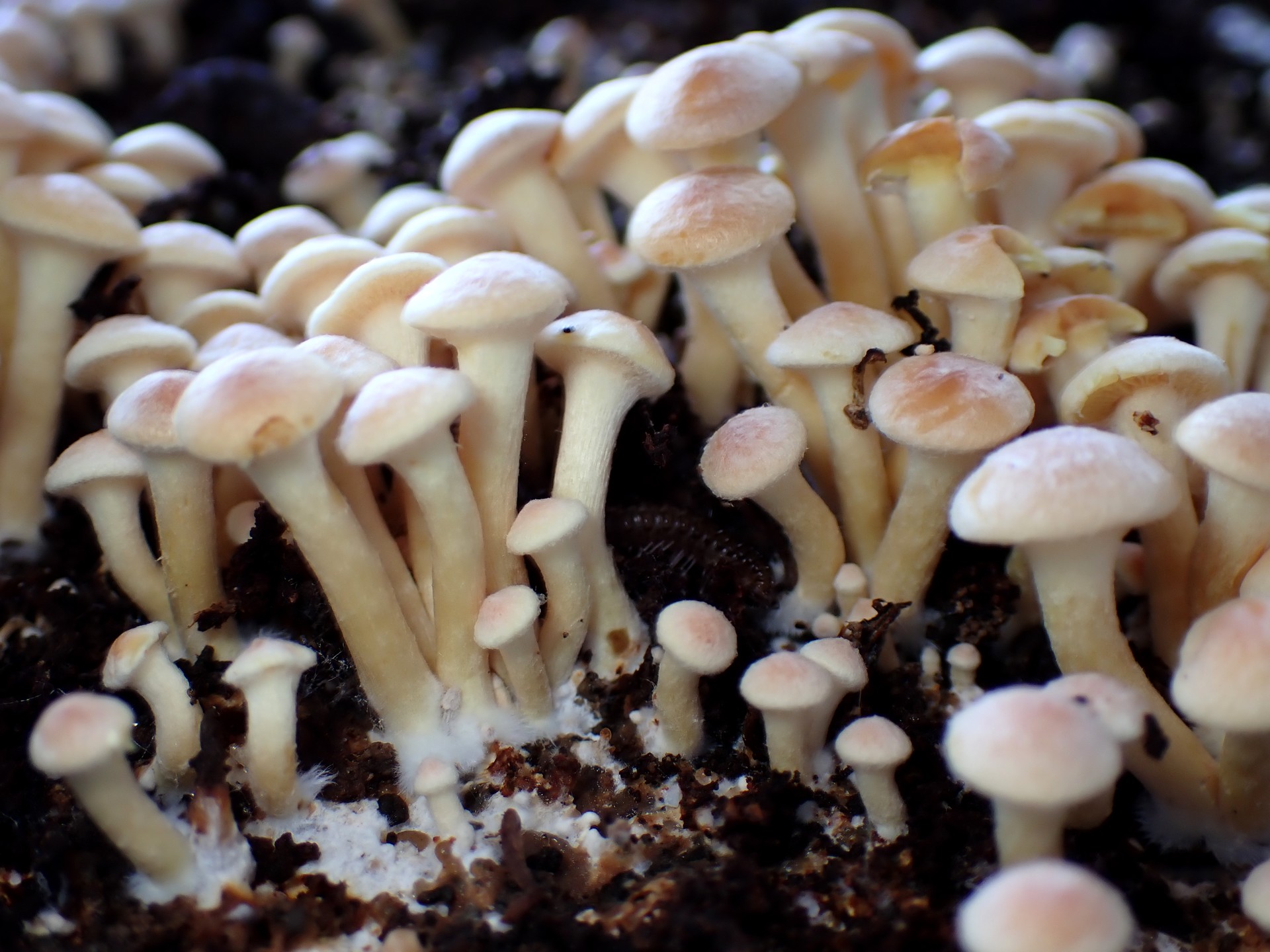 ニガクリタケ の高画質写真です。横浜市で、2024年12月19日に撮影したものです。