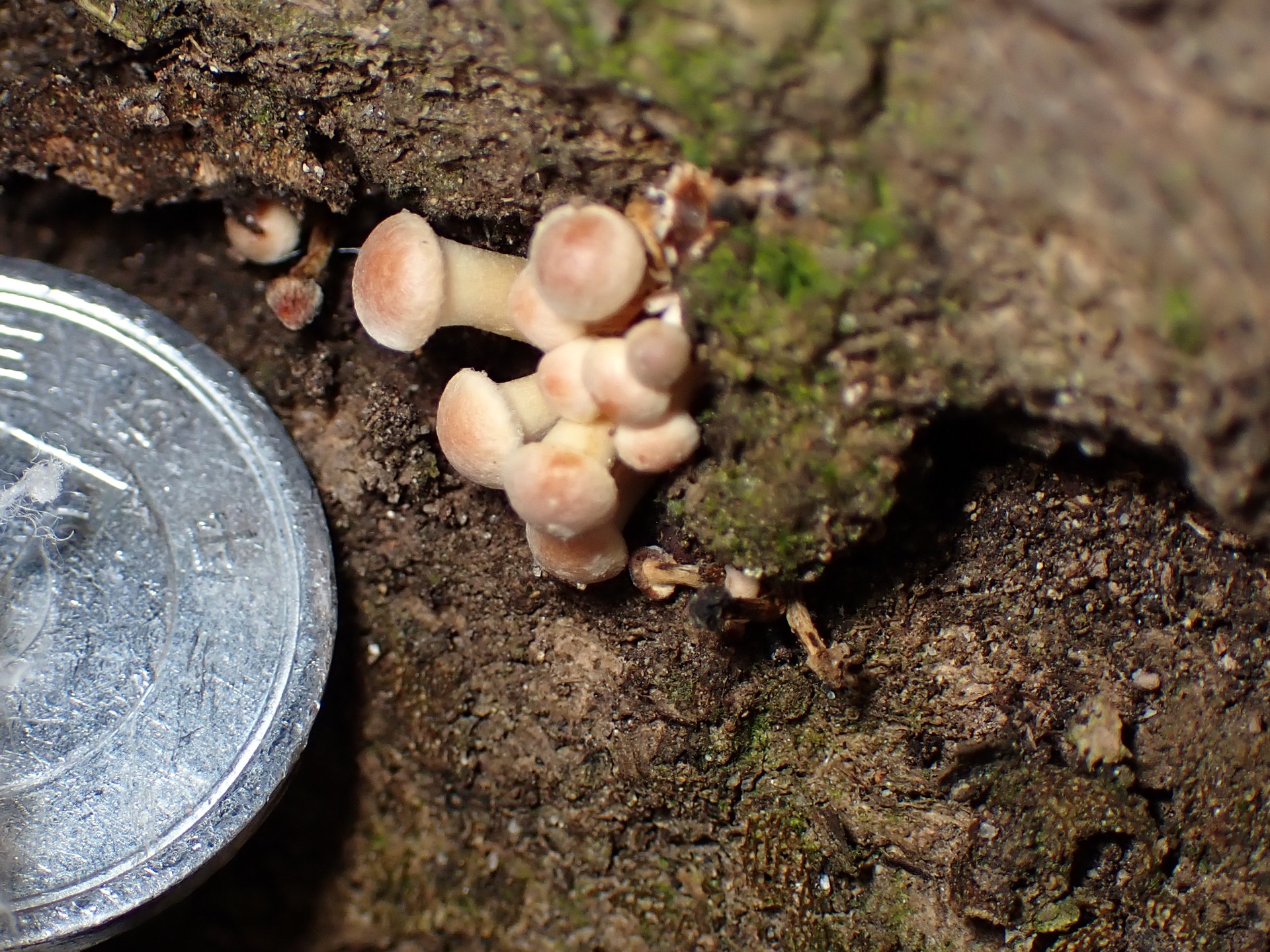 ニガクリタケ の高画質写真です。横浜市で、2024年12月17日に撮影したものです。