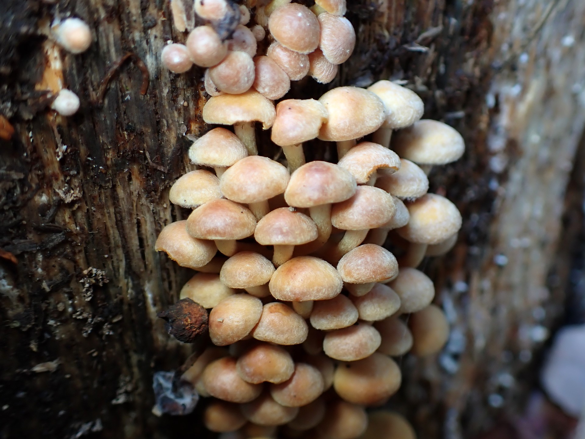 ニガクリタケ の高画質写真です。横浜市で、2024年12月19日に撮影したものです。