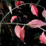 ニシキギ の高画質写真です。横浜市で、2024年12月04日に撮影したものです。