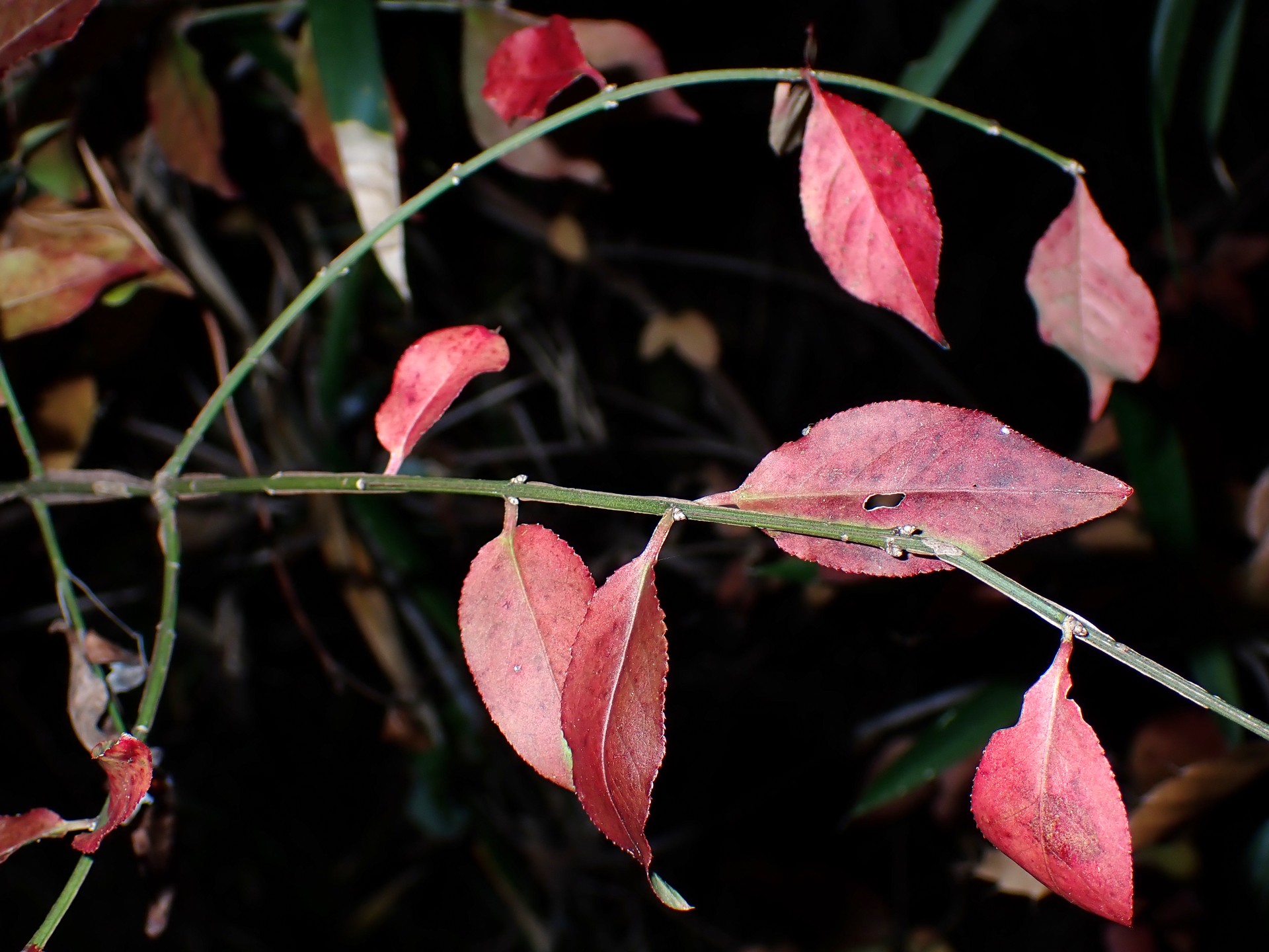 ニシキギ の高画質写真です。横浜市で、2024年12月04日に撮影したものです。