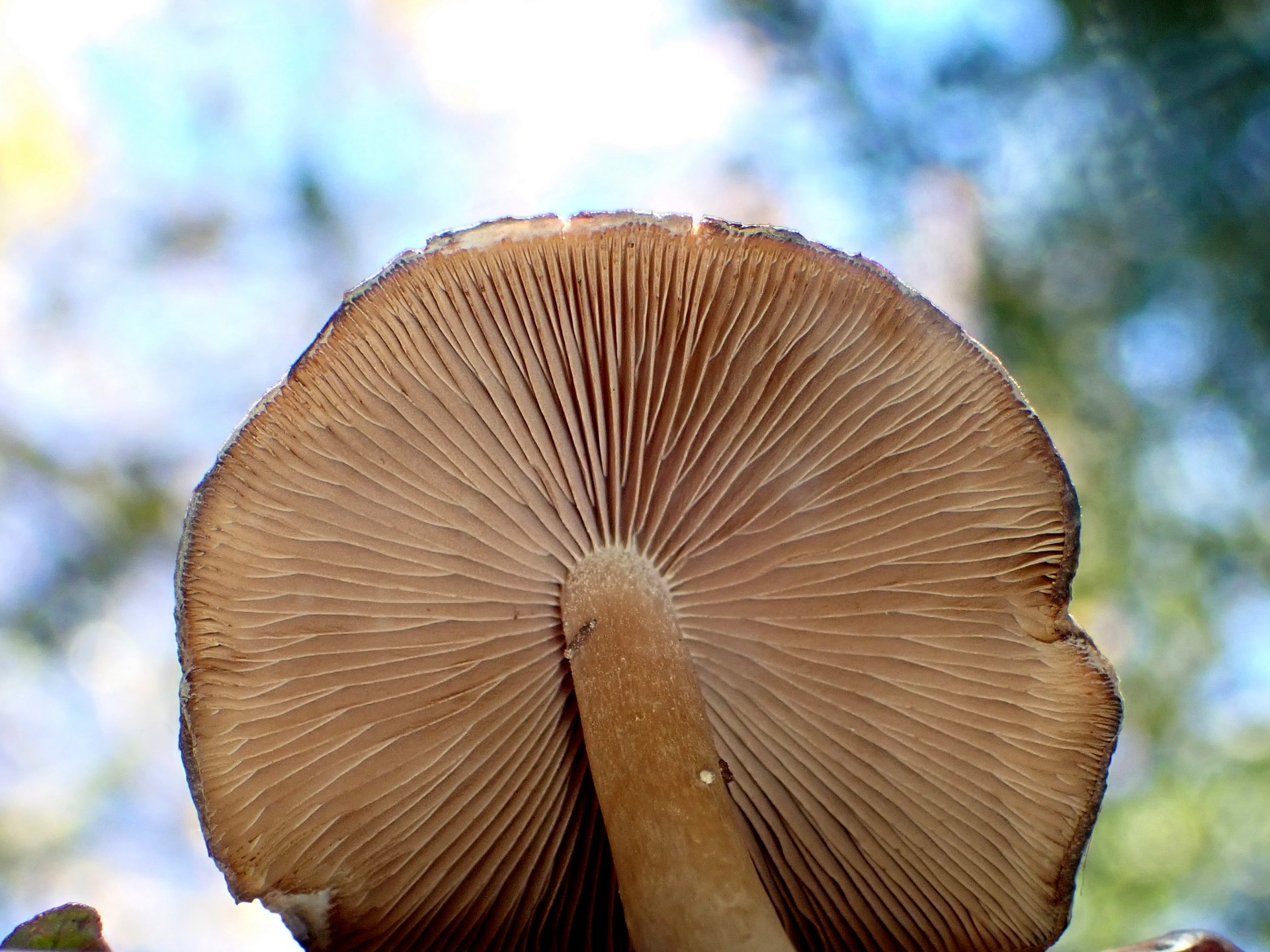 落ち葉色のきのこ の高画質写真です。横浜市で、2024年12月9日に撮影したものです。