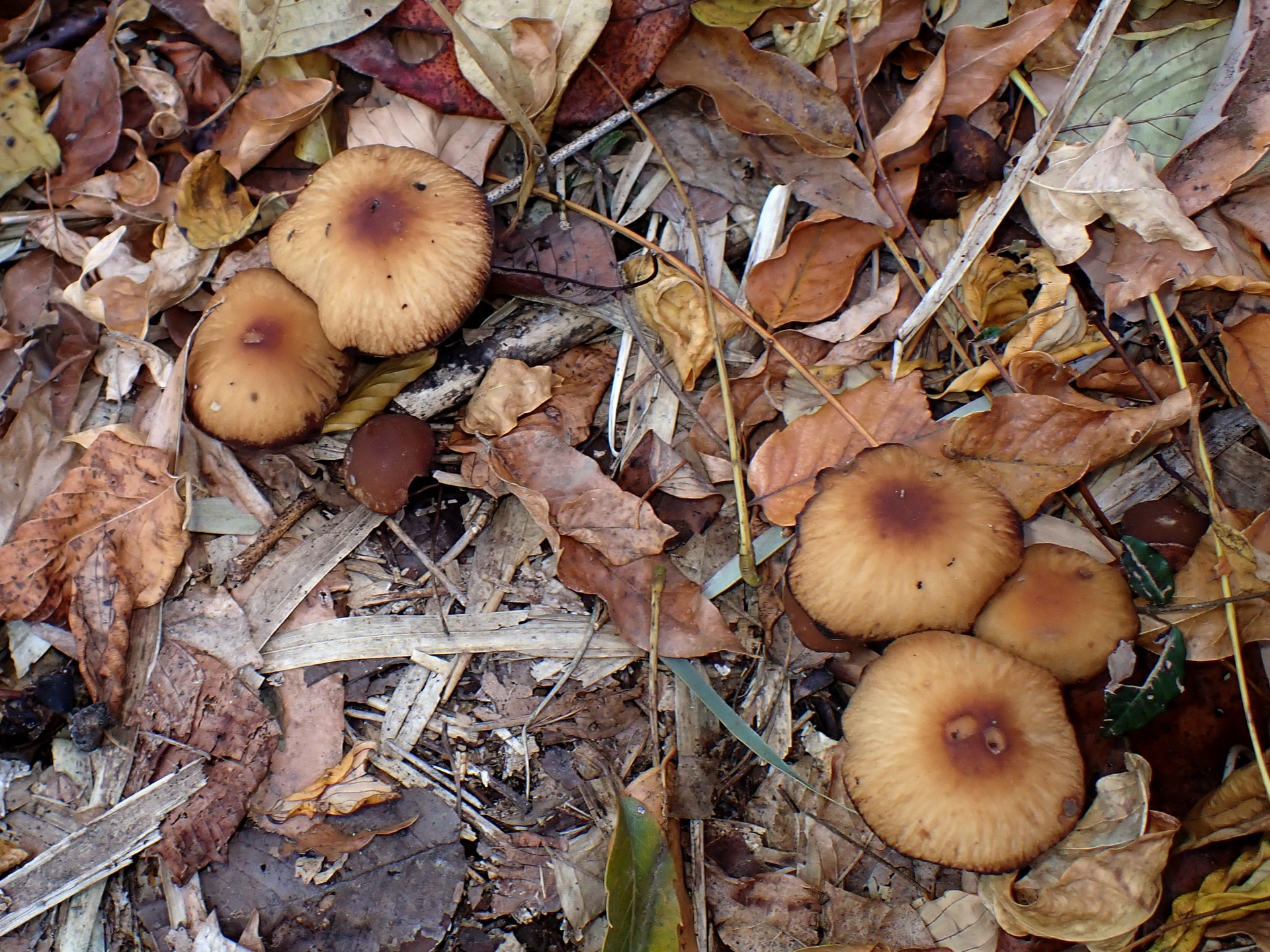 落ち葉色のきのこ の高画質写真です。横浜市で、2024年12月9日に撮影したものです。