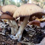 落ち葉色のきのこ の高画質写真です。横浜市で、2024年12月9日に撮影したものです。