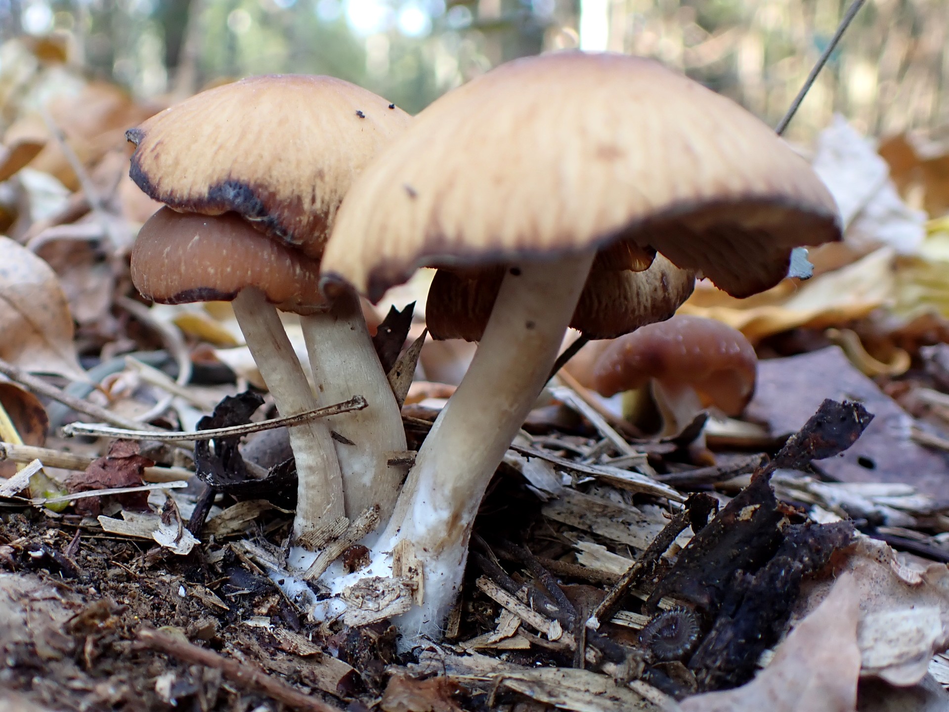 落ち葉色のきのこ の高画質写真です。横浜市で、2024年12月9日に撮影したものです。