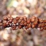 オカトラノオの高画質写真です。横浜市で、2024年12月09日に撮影したものです。