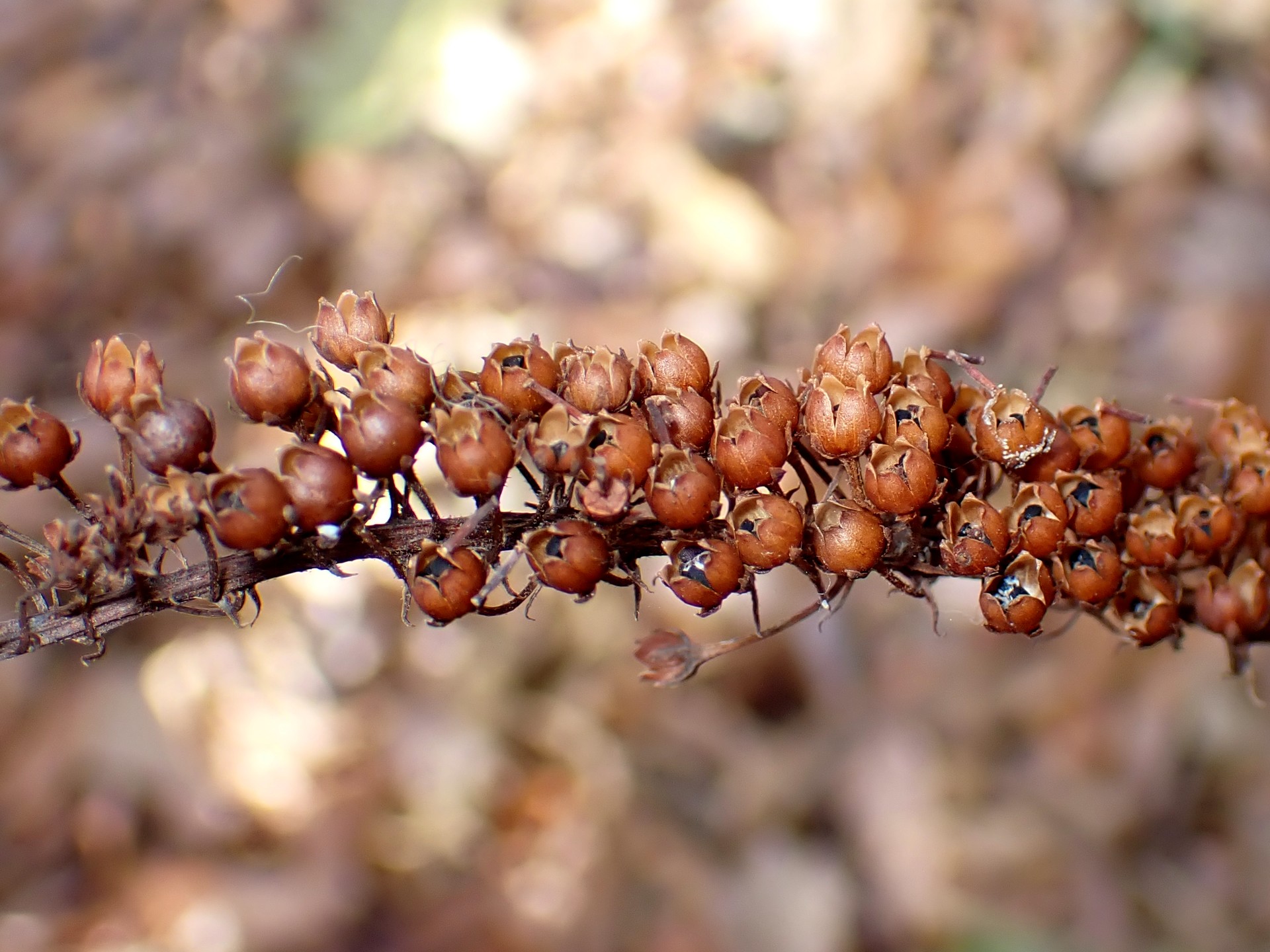 オカトラノオの高画質写真です。横浜市で、2024年12月09日に撮影したものです。