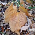 オオバギボウシ の高画質写真です。横浜市で、2024年12月09日に撮影したものです。