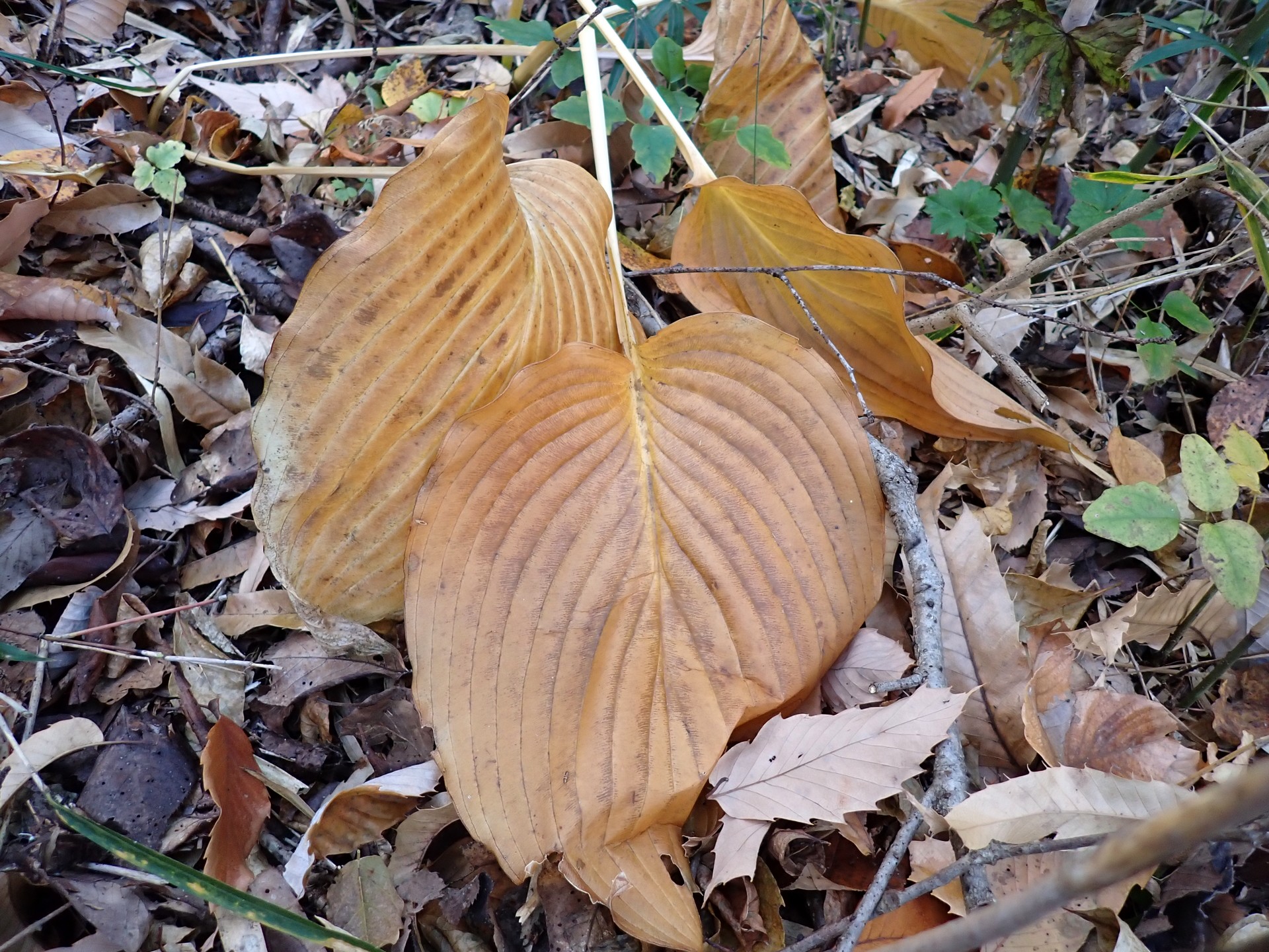 オオバギボウシ の高画質写真です。横浜市で、2024年12月09日に撮影したものです。
