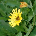 オオジシバリ の高画質写真です。横浜市で、2024年12月02日に撮影したものです。