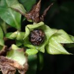 オシロイバナ の高画質写真です。横浜市で、2024年12月04日に撮影したものです。