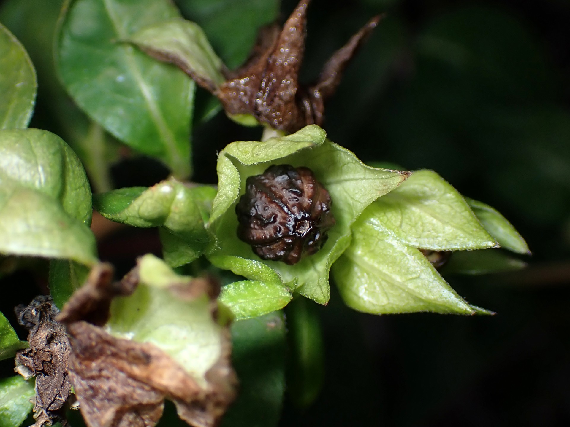 オシロイバナ の高画質写真です。横浜市で、2024年12月04日に撮影したものです。