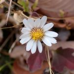 リュウノウギク の高画質写真です。横浜市で、2024年12月27日に撮影したものです。