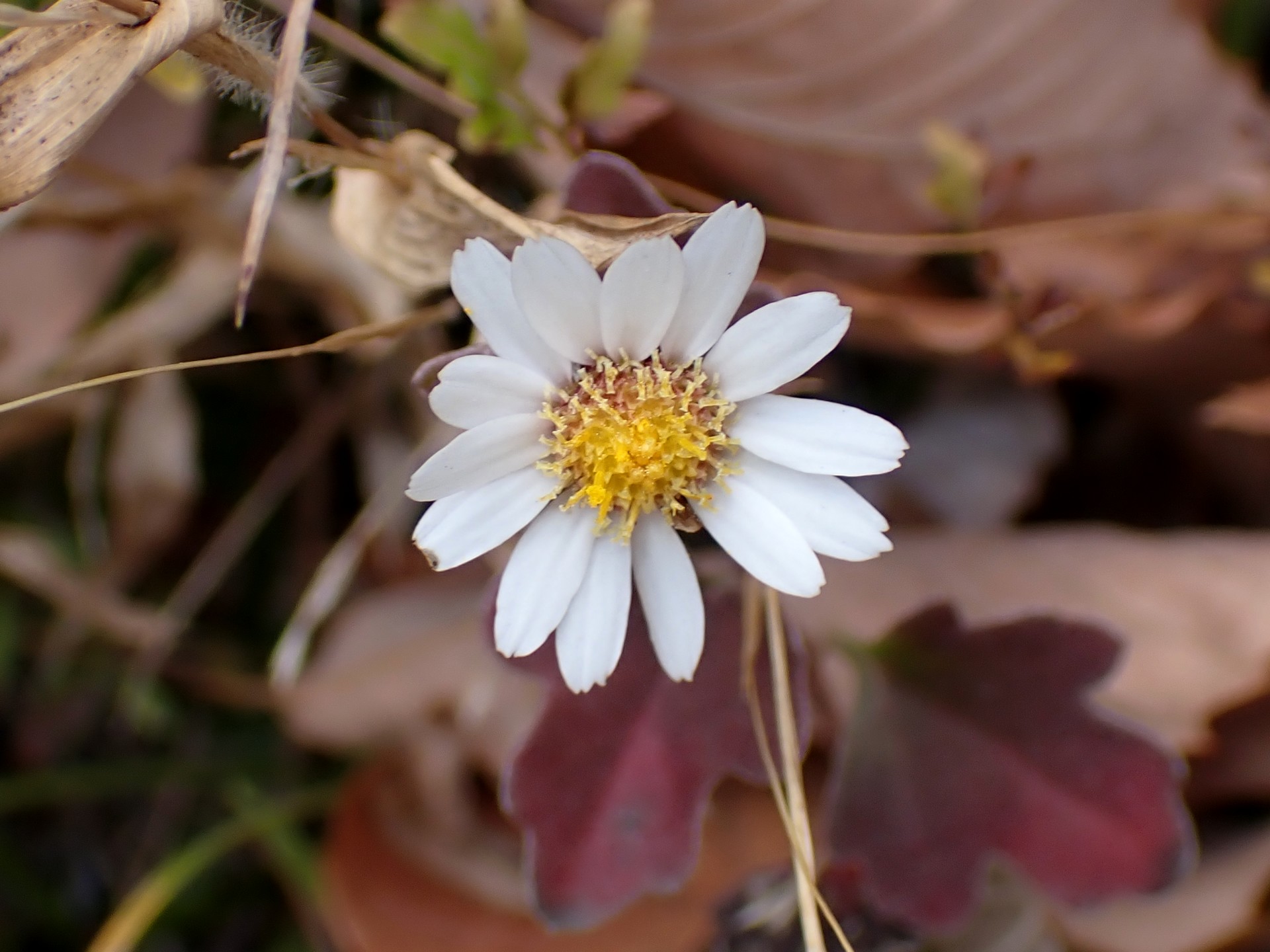 リュウノウギク の高画質写真です。横浜市で、2024年12月27日に撮影したものです。