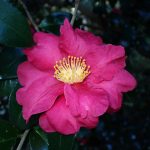 サザンカ の高画質写真です。横浜市で、2024年12月17日に撮影したものです。