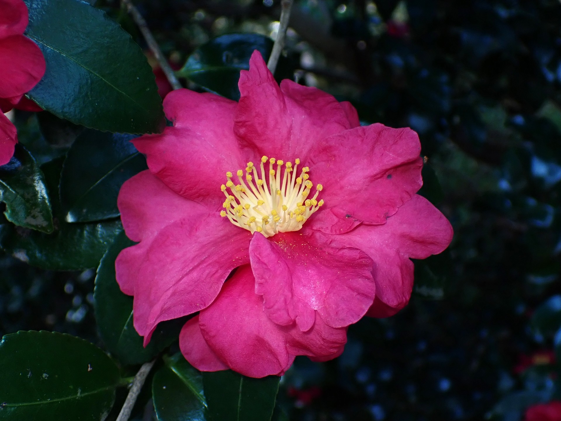 サザンカ の高画質写真です。横浜市で、2024年12月17日に撮影したものです。