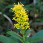 セイタカアワダチソウ の高画質写真です。横浜市で、2024年12月02日に撮影したものです。